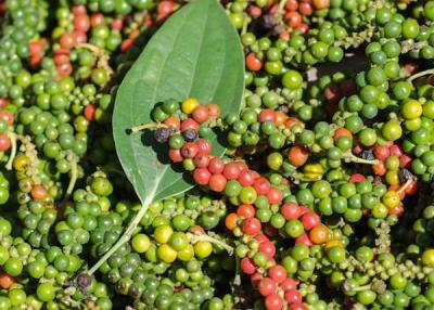 Giá nông sản hôm nay 27/12: Giá cà phê khó bật lên cho tới cuối năm, giá tiêu vẫn thấp vì dư cung
