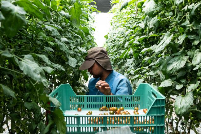 © Bloomberg. A worker picks Kumato tomatoes at the Centro de Produccion Santa Rita SA greenhouse in the town of Villa de Arriaga, San Luis Potosi, Mexico. 