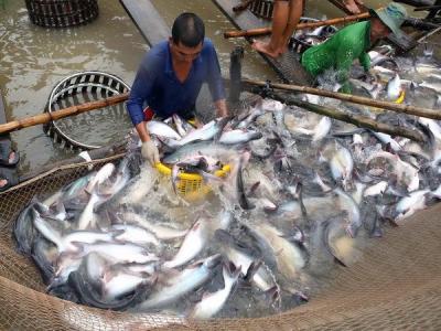 Hoa Kỳ quyết định kiểm tra cá tra Việt Nam sớm 1 tháng