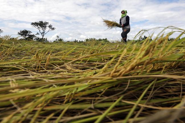 Demonstrators Call on Thai Government to Delay Pesticides Ban