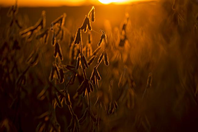 © Bloomberg. Soybeans stand in a field at dusk in Buda, Illinois, U.S., on Friday, Sept. 29, 2017. Photographer: Daniel Acker/Bloomberg