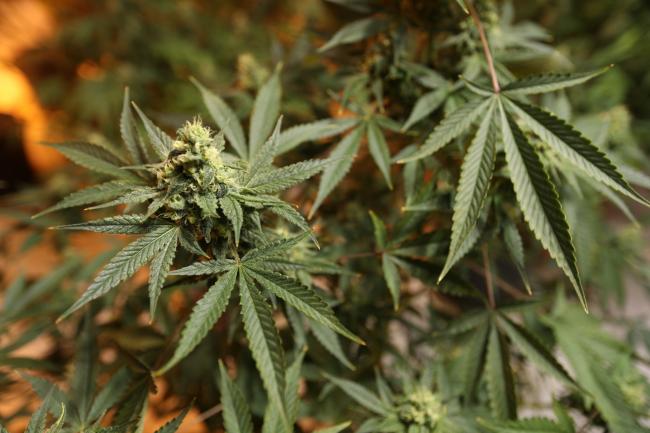 © Bloomberg. Marijuana plants grow at a Bonify facility in Winnipeg, Manitoba, Canada, on Wednesday, July 12, 2017.