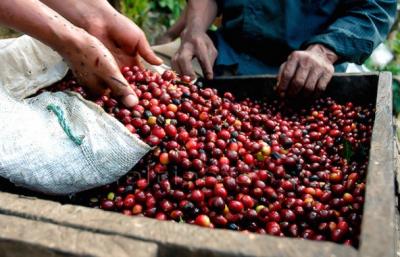 Giá nông sản hôm nay 19/1: Giá cà phê tiếp tục tăng nhẹ, giá tiêu áp lực giảm giá từ mùa vụ mới của Ấn Độ