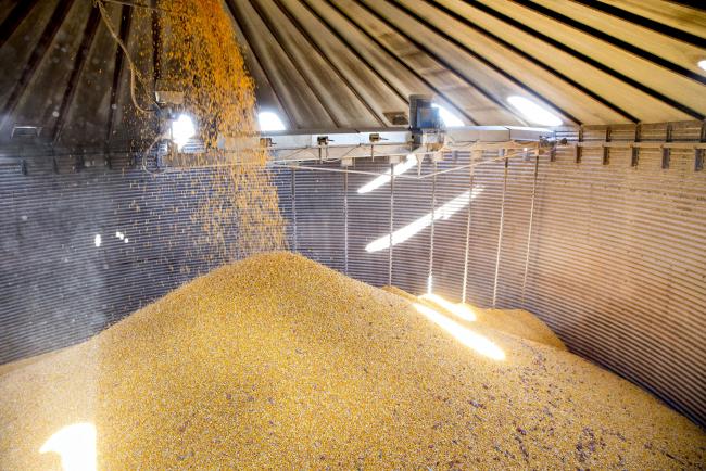 © Bloomberg. Corn falls into a grain bin on a farm during harvest in Princeton, Illinois, U.S., on Monday, Oct. 9, 2017. Photographer: Daniel Acker/Bloomberg