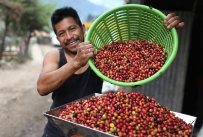 Giá nông sản hôm nay 2/5: Giá cà phê đã tăng lên 38.000 đồng/kg, giá tiêu tiếp tục giảm