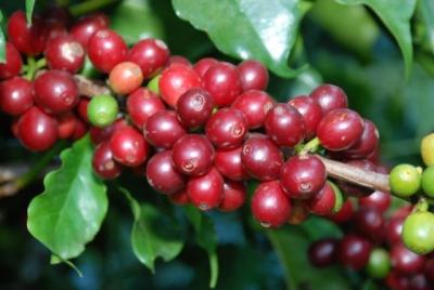 Giá nông sản hôm nay 6/6: Giá cà phê vẫn giảm dù Robusta thế giới tăng nhẹ, giá tiêu đi ngang