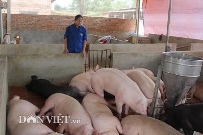 Giá lợn (heo) hơi hôm nay 22/12: Sắp vượt 35.000 đ/kg và dự báo giá lợn còn tăng, người nuôi “găm” lợn đón Tết