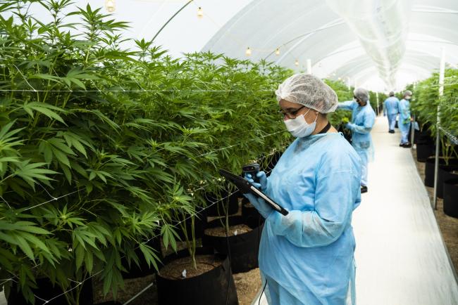 © Bloomberg. A worker inspects cannabis plants inside a Fotmer SA greenhouse in Nueva Helvecia, Uruguay, on Feb. 26. Photographer: Eilon Paz/Bloomberg