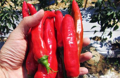 Nông dân Ninh Thuận lãi cao nhờ trồng ớt Hàn Quốc