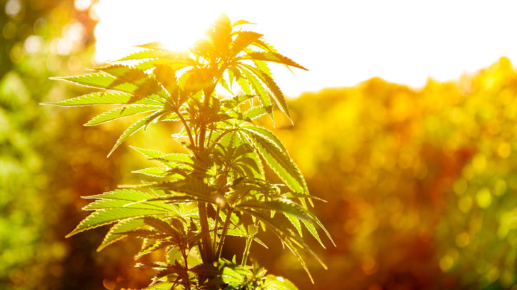 Ein Bericht legt nahe, dass legales Marihuana ein Potenzial von 194 Mrd. US-Dollar hat