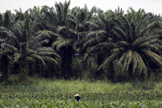 Palm Stockpiles in Malaysia Seen at 14-Month Low on Exports