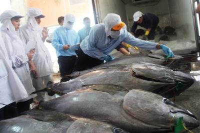 Xuất khẩu cá ngừ có 
