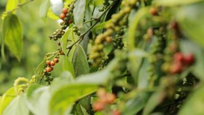 Giá nông sản hôm nay 22/12: Cà phê giảm 200 đ/kg, giá tiêu thấp kỷ lục