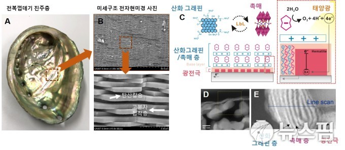 전복껍데기 형상 모방해 인공광합성 효율 향상