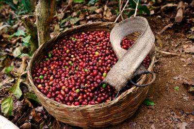 Giá nông sản hôm nay 4/6: Giá cà phê chưa có dấu hiệu tăng lên, giá tiêu Việt rẻ nhất thế giới
