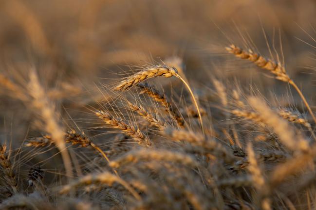 Wheat Could Be Surprise Winner of the U.S.-China Trade Deal