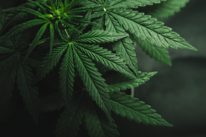 Die 3 wichtigsten Zahlen aus dem Quartalsbericht von Aurora Cannabis im Überblick