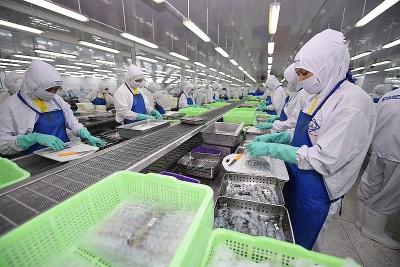 VDSC: Giá bán tôm có xu hướng giảm do các nước đồng loạt tăng sản lượng và dịch virus corona