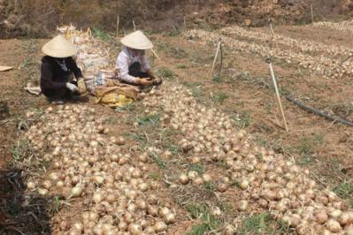 Hành tây, khoai tây Đà Lạt rớt giá mạnh