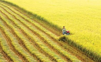 Tìm thị trường cho gạo Việt
