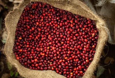 Giá nông sản hôm nay 24/1: Giá cà phê giảm 400 đồng/kg, giá tiêu lặng sóng