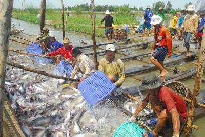 Hoa Kỳ sắp thanh tra thực tế chương trình kiểm soát cá da trơn Việt Nam