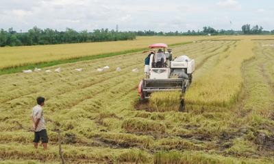 Trung Quốc giảm mua 20%, gạo Việt vẫn còn nhiều chợ mới