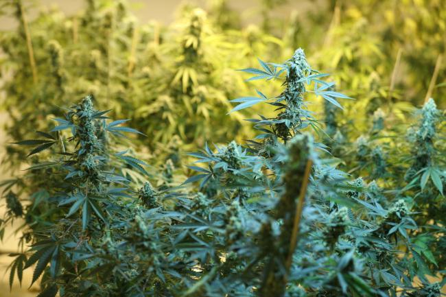 © Bloomberg. Marijuana plants grow at a Bonify facility in Winnipeg, Manitoba, Canada, on Wednesday, July 12, 2017.