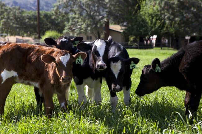 © Bloomberg. Calves graze in a field at the Van Ommering Dairy Farm in Lakeside, California, U.S. 