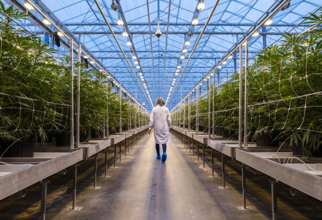 © Bloomberg. A worker walks past rows of cannabis plants in Gatineau, Quebec, Canada. Photographer: Chris Roussakis/Bloomberg