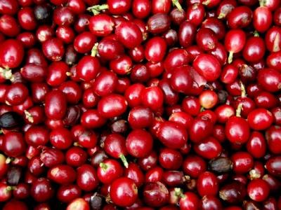 Giá nông sản hôm nay 4/5: Giá cà phê tăng 400 đồng/kg, giá tiêu trở lại mốc cao nhất 1 tháng qua