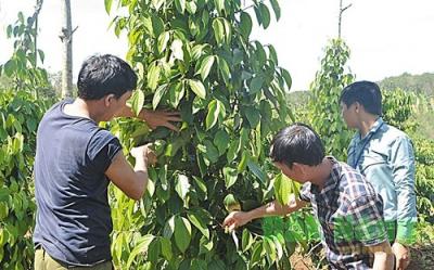 Cơ cấu lại ngành hồ tiêu