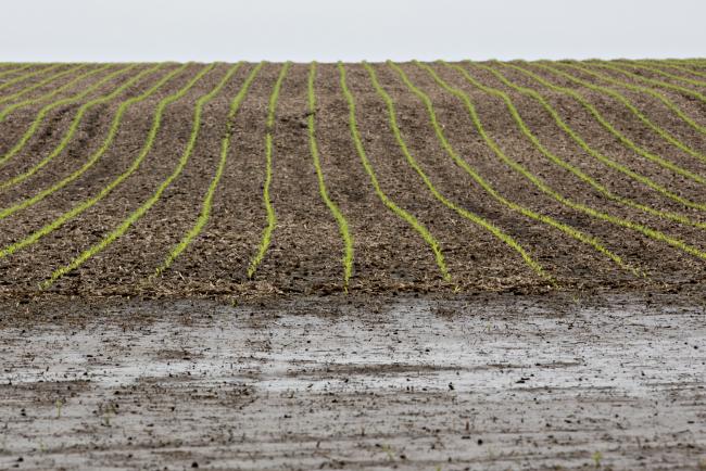 © Bloomberg. Corn grows beyond a washed out section of a field near Malden, Illinois, U.S., on Thursday May 25, 2017. In the past 30 days, about 40 percent of the Midwest got twice the amount of normal rainfall, with soils saturated from Arkansas to Ohio, according to MDA Weather Services. While spring showers usually benefit crops, the precipitation has come fast enough to flood some corn and rice fields and trigger quality concerns about maturing wheat.