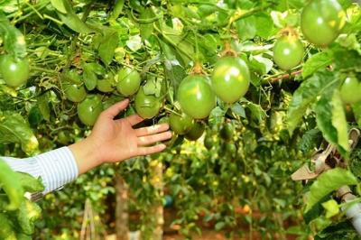 HNG: Hưng Thắng Lợi Gia Lai chi gần 572 tỷ đồng gom 37 triệu cp
