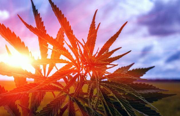Kann Canopy Growth gegen den Rivalen Aurora Cannabis weiter das Rennen machen?