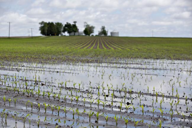 © Bloomberg. Water floods a cornfield in Malden, Illinois, U.S., on May 29. Photographer: Daniel Acker/Bloomberg