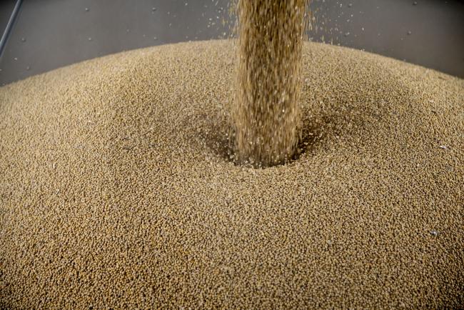 © Bloomberg. Soybeans are loaded into a truck at a grain elevator in Ohio, Illinois, U.S., on Tuesday, June 19, 2018. A rout in commodities deepened as the threat of a trade war between the world's two biggest economies intensified, hitting markets from steel to soybeans. Soybean futures were among the biggest losers, falling as much as 7.2 percent to the lowest in more than two years. 