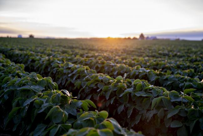 © Bloomberg. Soybean plants grow in a field near Tiskilwa, Illinois, U.S. Photographer: Daniel Acker/Bloomberg
