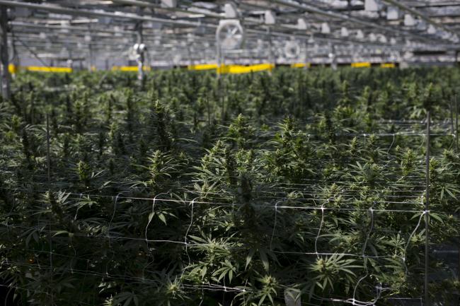 © Bloomberg. Cannabis plants grow in a greenhouse at the CannTrust Holdings Inc. Niagara Perpetual Harvest facility in Pelham, Ontario, Canada, on Wednesday, July 11, 2018. Canadian pot stocks have had a wild ride in the past year with the BI Canada Cannabis Competitive Peers Index surging about 250 percent from October to December as the road to legalization became clearer in Canada, before dropping by about 36 percent this year. Photographer: Cole Burston/Bloomberg