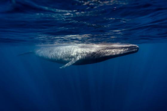  Mysterious Chinese Bitcoin Whale Hoarded 94,000 BTC 