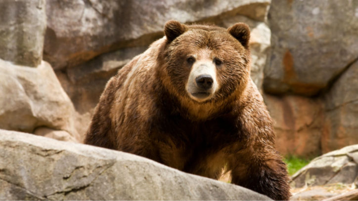 2 Stocks to Sell Before the Bear Emerges From His Cave!