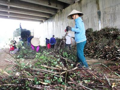 Ồ ạt gom cây dó liệt bán sang Trung Quốc