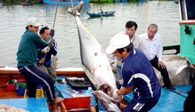 Thủy sản thiệt hại lớn từ 'thẻ vàng' EC