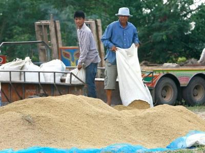 Thái Lan khuyến cáo nông dân không tăng sản lượng lúa gạo