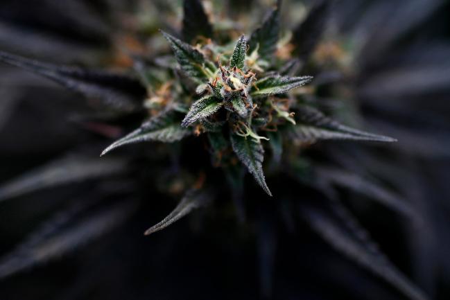 © Bloomberg. The bud of a cannabis plant is seen on plant inside the KannaSwiss GmbH greenhouse facility near Kerzers, Switzerland, on Thursday, Oct. 19, 2017. KannaSwiss, a company founded in 2014, is already producing marijuana that meets Switzerland’s legal standard containing no more than 1% Tetrahydrocannabinol—known as THC, the psychoactive chemical that gets you high. 