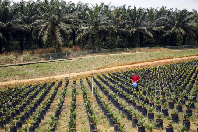 © Bloomberg. A researcher walks through a seedling plot of dwarf palm oil plants Photographer: Joshua Paul/Bloomberg