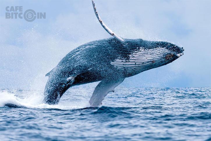 “Cá voi” Mt. Gox công bố số liệu bán cuối cùng: Bán tháo 4 tháng với tổng giá trị lên đến 230 triệu USD