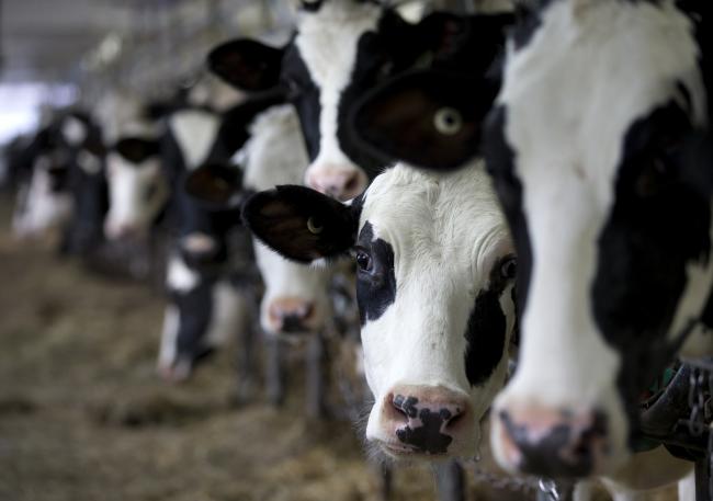 © Bloomberg. Cows stand while waiting to be milked at a dairy farm in Granby, Quebec, Canada, on Saturday, April 22, 2017. Trade groups for U.S. dairy farmers have complained that a policy rolled out in Canada recently violates the trade agreement by creating incentives for Canadian processors to use local supplies. Photographer: Christinne Muschi/Bloomberg