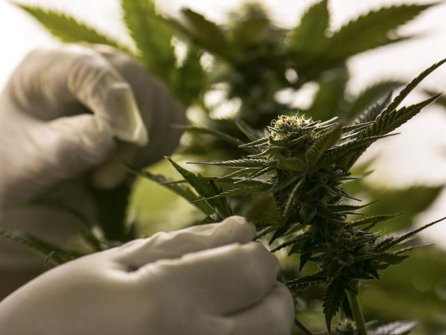 © Bloomberg. A technician inspects a marijuana plant. Photographer: Dennis M. Rivera-Pichardo/Bloomberg