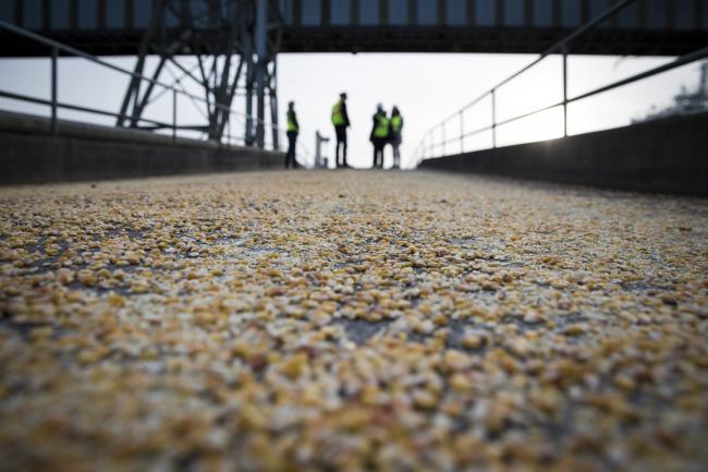 © Bloomberg. Corn is prepared for export at the Port of Vancouver. Photographer: Moriah Ratner/Bloomberg